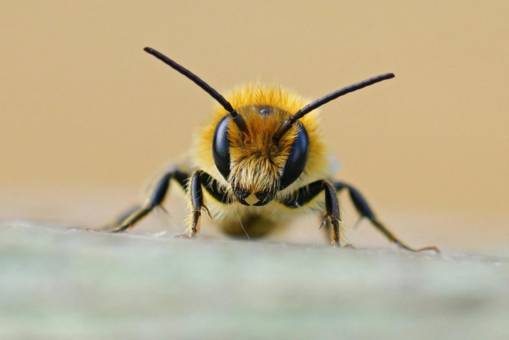 Les abeilles et les guêpe boivent dans la piscine